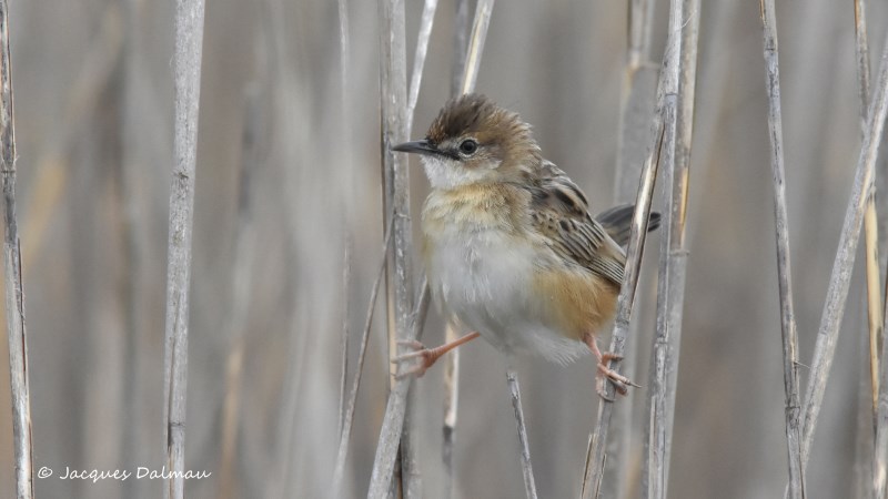 Cisticole des joncs ,mâle .. Els prats de la Vila.jpg